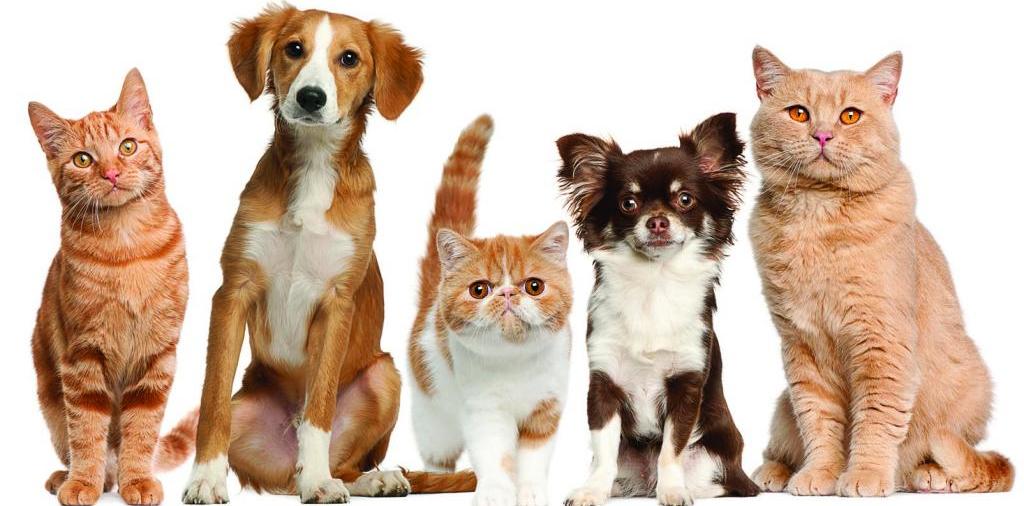 Доска объявлений о животных | ЗооТом - продажа, вязка и услуги для животных в Навашино