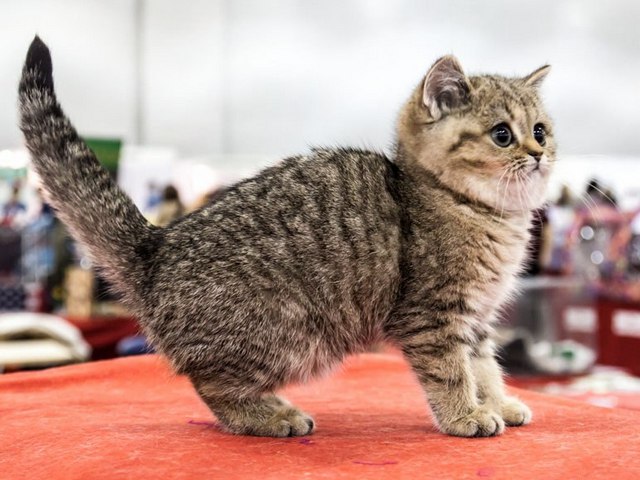 Породы кошек в Навашино | ЗооТом портал о животных