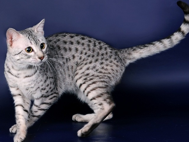 Породы кошек в Навашино | ЗооТом портал о животных