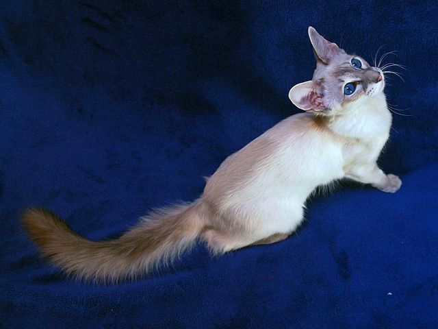 Выведенные породы кошек в Навашино | ЗооТом портал о животных