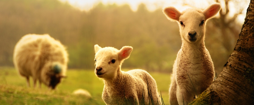 Объявления о сельскохозяйственных животных | ЗооТом - продажа, вязка и услуги для животных в Навашино