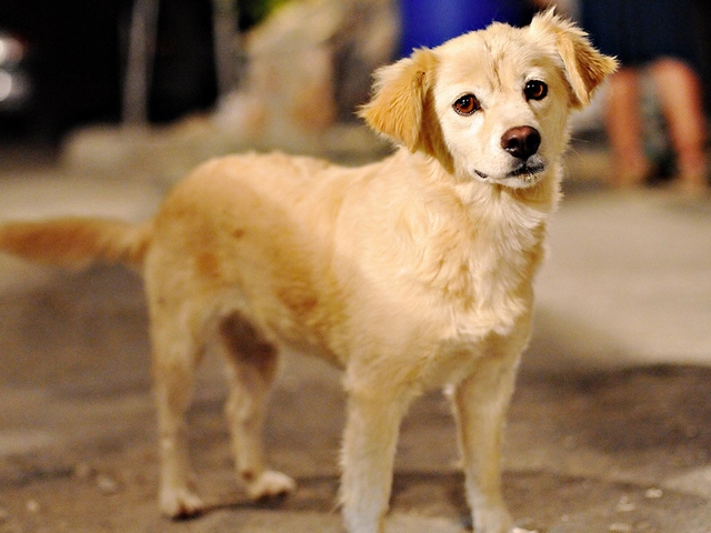 Породы собак в Навашино | ЗооТом портал о животных