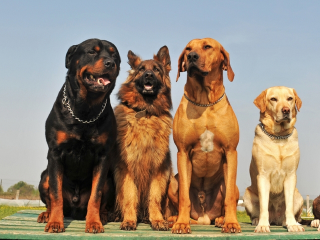Крупные породы собак в Навашино | ЗооТом портал о животных